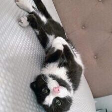 Harnet Foundation - Bootsie